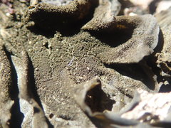 Collema subflaccidum