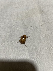 Cyclocephala signaticollis