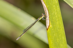 Agriocnemis pygmaea