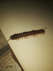 Myriapoda