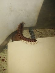 Myriapoda