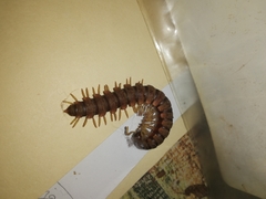 Myriapoda