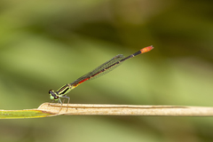 Argiocnemis rubescens