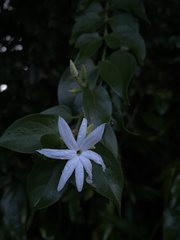 Jasminum multiflorum