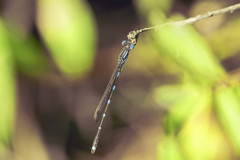 Austrolestes leda