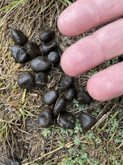 Cervus canadensis nannodes