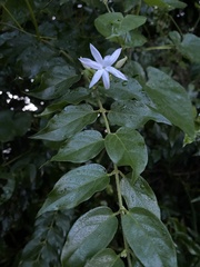 Jasminum multiflorum