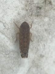 Osbornellus filamentus
