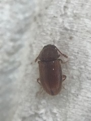 Cryptophagus setulosus