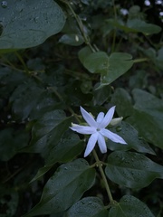 Jasminum multiflorum