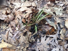 Carex pedunculata
