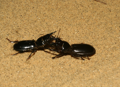Scarites bucida