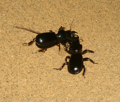 Scarites bucida