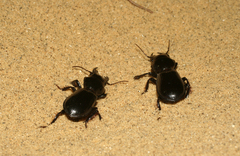 Scarites bucida