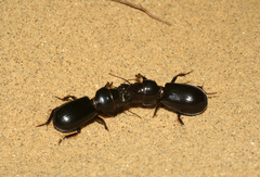Scarites bucida