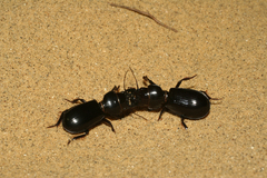 Scarites bucida