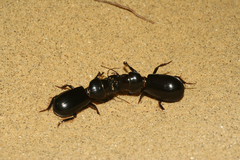 Scarites bucida