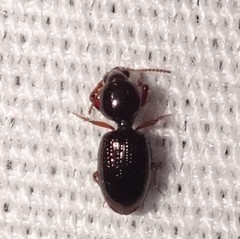 Dyschirius abbreviatus