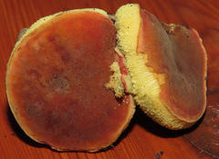 Hortiboletus coccyginus