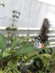 Talicada nyseus nyseus