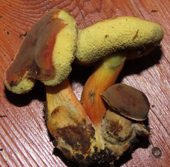 Hortiboletus coccyginus