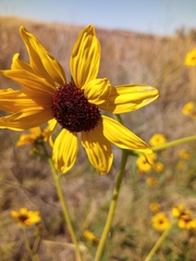 Helianthus paradoxus