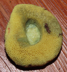 Hortiboletus coccyginus