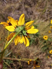 Helianthus paradoxus