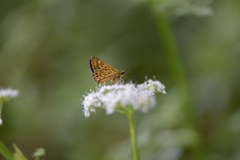 Ampittia virgata