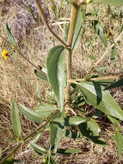 Helianthus paradoxus