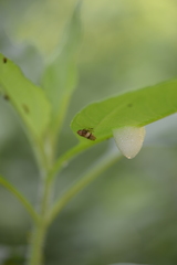 Aphrophora intermedia