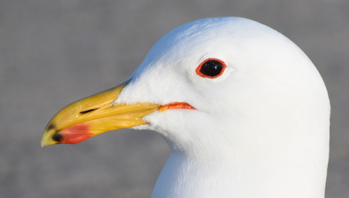 California Gull｜加州鸥 参考照片