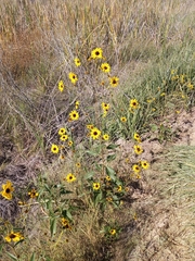 Helianthus paradoxus
