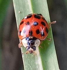 Harmonia axyridis