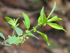 Phyllanthus neoleonensis