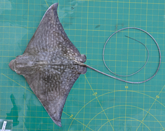 Aetomylaeus milvus