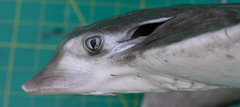 Aetomylaeus milvus