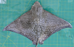 Aetomylaeus milvus