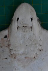 Aetomylaeus milvus