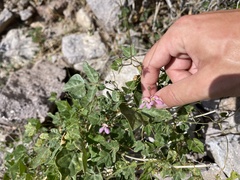 Phaseolus filiformis