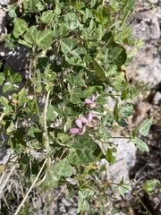 Phaseolus filiformis