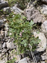 Phaseolus filiformis