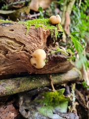 Psilocybe weraroa
