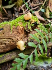 Psilocybe weraroa