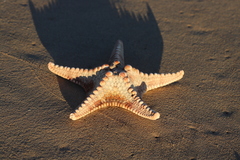 Protoreaster nodulosus