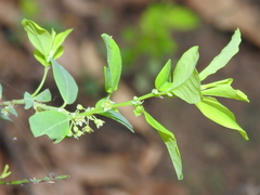 Phyllanthus neoleonensis