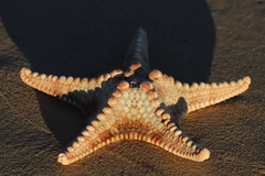 Protoreaster nodulosus