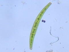 Closterium lunula