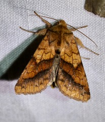 Pyrrhia exprimens