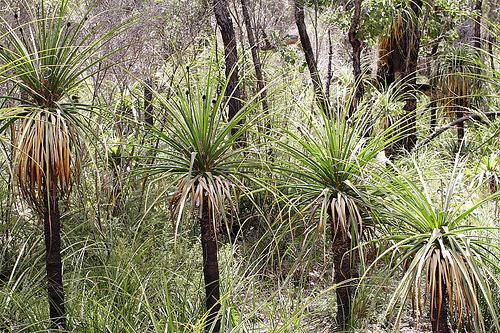 Pineapple Bush